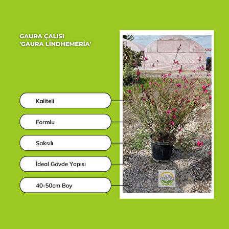 Gaura Çalısı 'Gaura lindhemeria'