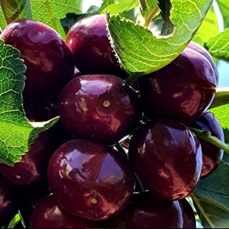 Tüplü Kendine Verimli Yüksek Verimli Zaiges Big Erkenci Kendine Verimli Kiraz Fidanı