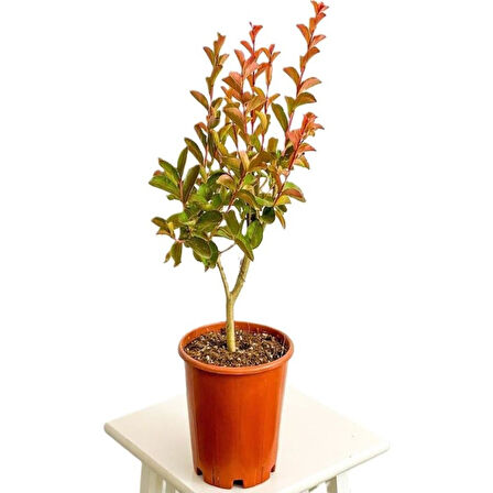 Leylak Çiçeği Fidanı 1 Adet + 1 Adet Oya Çiçeği Fidanı 30-60 cm