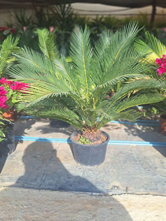 Cycas Revoluta-Sikas - Japon Sago Palmiyesi - Gövde Boyu 60-80 Cm