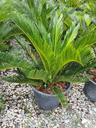 Japon Sago Palmiyesi Sikas 1 ADET Saksılı 60-80cm (Cycas)