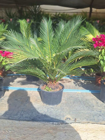 Japon Sago Palmiyesi Sikas 1 ADET Saksılı 60-80cm (Cycas)