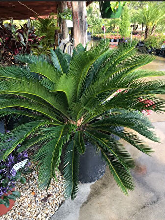 Formlu Cycas Revoluta - Sikas Japon Sago Palmiyesi 80-100cm Canlı İç Dış Mekan Bitkisi 