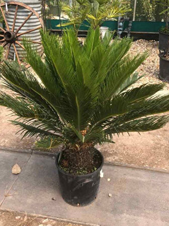 Formlu Cycas Revoluta - Sikas Japon Sago Palmiyesi 80-100cm Canlı İç Dış Mekan Bitkisi 