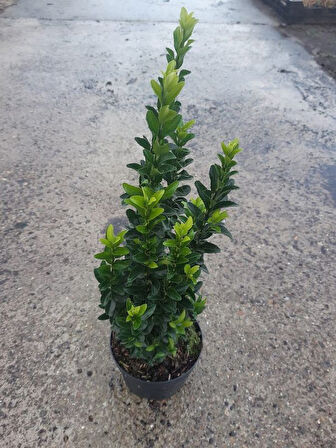 Canlı Çıtır Yeşil Taflan Çiçeği 1 ADET Sakısılı (Euonymus Japonicus) Bahçe Bitkisi