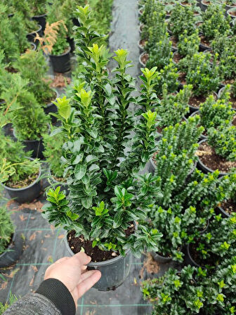 Canlı Çıtır Yeşil Taflan Çiçeği 1 ADET Sakısılı (Euonymus Japonicus) Bahçe Bitkisi