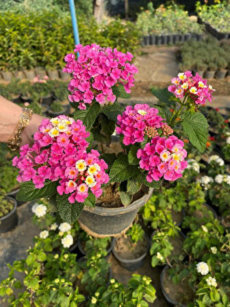 Dolgun Pembe Renk Çalı Minesi Lantana Çiçeği 1 ADET 20-40CM 