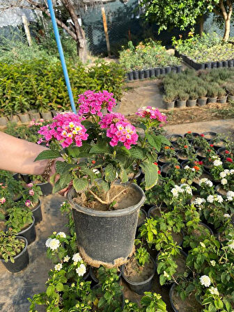Dolgun Pembe Renk Çalı Minesi Lantana Çiçeği 1 ADET 20-40CM 