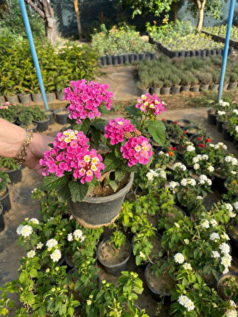 Dolgun Pembe Renk Çalı Minesi Lantana Çiçeği 1 ADET 20-40CM 