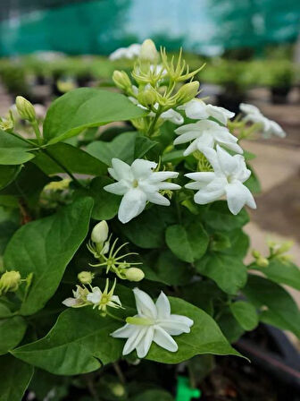 Mis Kokulu Sarmaşık Ful Yasemin Çiçeği 30-60cm(Jasminum grandiflorum)