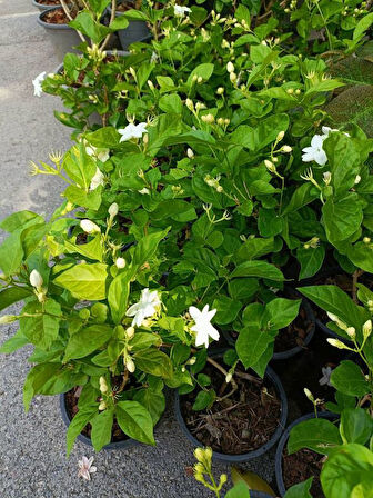 Mis Kokulu Sarmaşık Ful Yasemin Çiçeği 30-60cm(Jasminum grandiflorum)