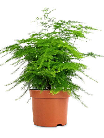 Tül Kuşkonmaz Çiçeği 1 ADET Saksılı 15-30cm Asparagus Setaceus