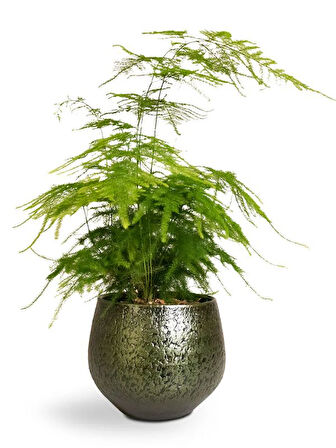 Dekoratif Salon çiçeği Asparagus Setaceus Tül Kuşkonmaz Çiçeği 10-30CM 