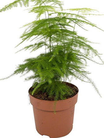 Dekoratif Salon çiçeği Asparagus Setaceus Tül Kuşkonmaz Çiçeği 10-30CM 