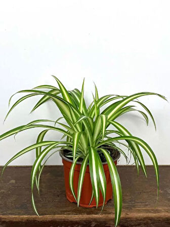 Kurdele Çiçeği 1 ADET Saksılı Chlorophytum Comosum Salon Çiçeği