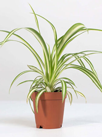 Dekoratif Salon Çiçeği Chlorophytum Comosum Kurdele Çiçeği 30-40cm