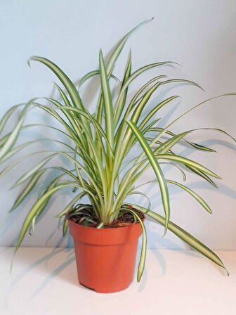 Dekoratif Salon Çiçeği Chlorophytum Comosum Kurdele Çiçeği 30-40cm
