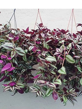 Yeşil Telgraf Çiçeği Alacalı 1 Adet Makrome Saksılı 30-50cm Salon Çiçeği