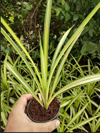 Kurdele Çiçeği Sarı Alacalı 1 ADET Saksılı 20-30cm 