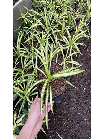 Kurdele Çiçeği Sarı Alacalı 1 ADET Saksılı 20-30cm 