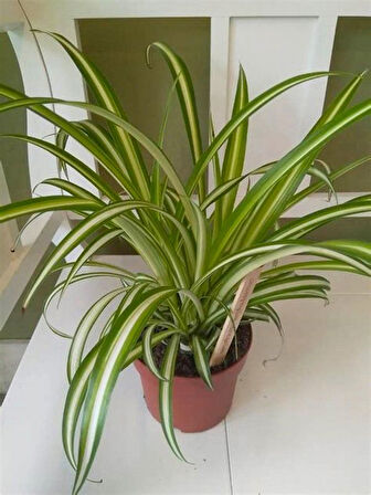 Dolgun Formlu Chlorophytum Comosum Kurdele Çiçeği 20-40cm