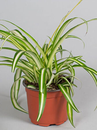 Dolgun Formlu Chlorophytum Comosum Kurdele Çiçeği 20-40cm