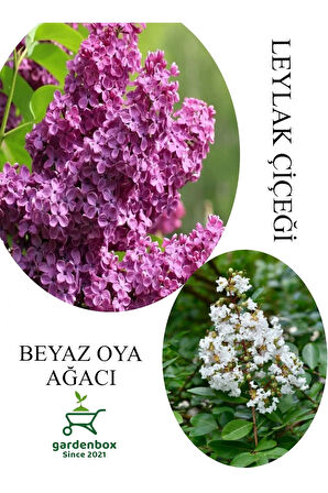 Kokulu Leylak Çiçeği Fidanı 1 ADET Saksılı 30-60Cm+Beyaz Oya Fidanı 30-60Cm