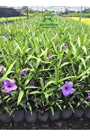 Mor Renk Ruellia Çiçeği 1 ADET Saksılı 30-60Cm Bahçe Çiçeği