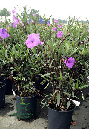 Mor Renk Ruellia Çiçeği 1 ADET Saksılı 30-60Cm Bahçe Çiçeği