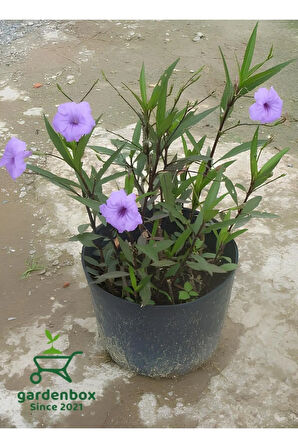 Meksika Petunyası Ruelya 30-60Cm (Ruellia)
