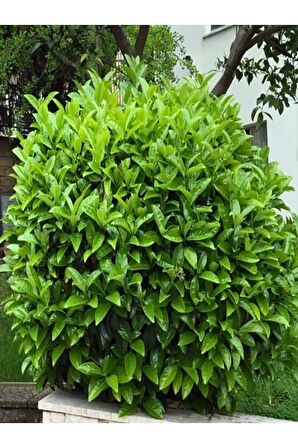 Videolu Kartopu Çit Bitkisi (30 60 CM)5 Adet Saksılı Dış Mekan Süs Bitkisi Viburnum Lucidum