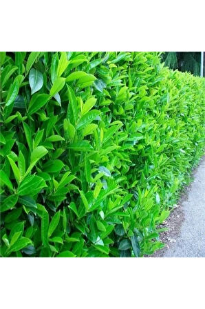 Videolu Kartopu Çit Bitkisi (30 60 CM)5 Adet Saksılı Dış Mekan Süs Bitkisi Viburnum Lucidum