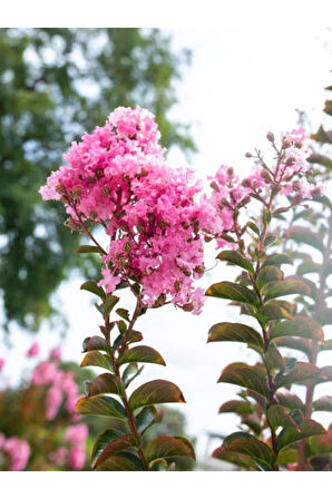 Videolu Pembe Çiçekli Oya Çiçeği Fidanı (45 80 CM)1 Adet Saksılı Dış Mekan Lagerstroemia Indica