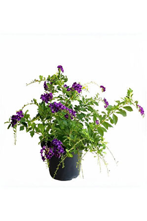 Duranta Erecta Ağaç Menekşesi 1 Adet Saksılı Dış Mekan Ağaç Bitkisi