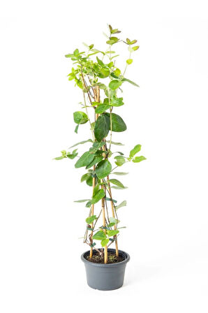 Hanımeli Çiçeği Kokulu 50-70 cm 1 Adet Saksılı+Yaprak Güzeli Çiçeği
