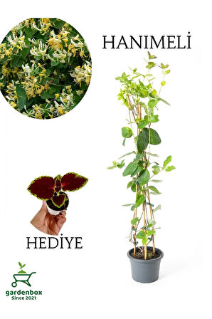 Hanımeli Çiçeği Kokulu 50-70 cm 1 Adet Saksılı+Yaprak Güzeli Çiçeği