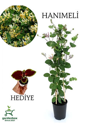 Kokulu Hanımeli Çiçeği 50-70 cm 1 Adet Saksılı+Yaprak Güzeli Çiçeği