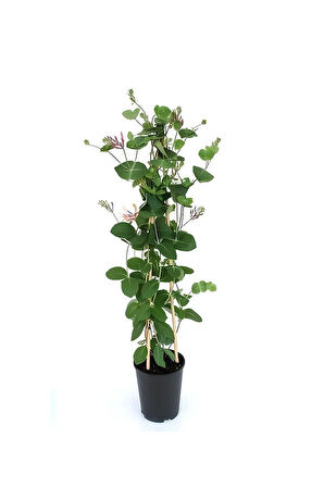 Kokulu Hanımeli Çiçeği 50-70 cm 1 Adet Saksılı+Yaprak Güzeli Çiçeği
