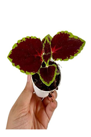 Kokulu Hanımeli Çiçeği 50-70 cm 1 Adet Saksılı+Yaprak Güzeli Çiçeği