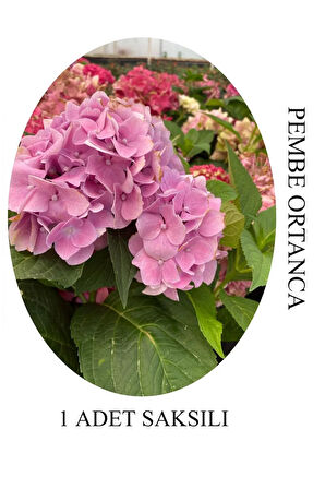 Pembe Renk Ortanca Çiçeği 1 ADET Saksılı/Tüplü 20-30cm Çiçekli Bitki