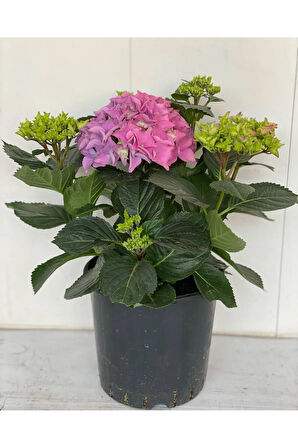 Pembe Renk Ortanca Çiçeği 1 ADET Saksılı/Tüplü 20-30cm Çiçekli Bitki