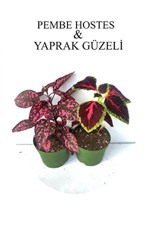 Beyaz Hostes Çiçeği 1 Adet Saksılı+Yaprak Güzeli Çiçeği 1 Adet Saksılı 10-15Cm