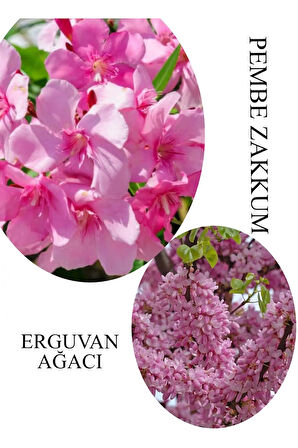 Pembe Zakkum Fidanı 1ADET Saksılı 30-60cm- Erguvan Ağacı 1 ADET 40-70CM