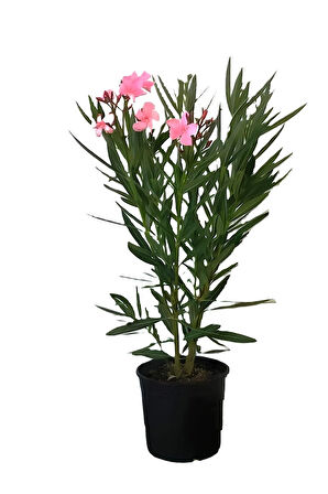 Pembe Zakkum Fidanı 1ADET Saksılı 30-60cm- Erguvan Ağacı 1 ADET 40-70CM