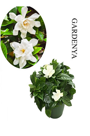 Harika Kokulu Gardenya Çiçeği 1 ADET Saksılı 20-40CM İç Mekan Çiçeği