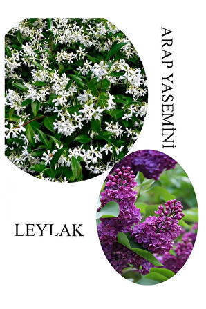 Arap Yasemini Çiçeği 1ADET Saksılı 30-50cm+Leylak Çiçeği 30-60cm Kokulu Bahçe Seti