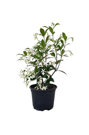 Arap Yasemini Çiçeği 1ADET Saksılı 30-50cm+Leylak Çiçeği 30-60cm Kokulu Bahçe Seti