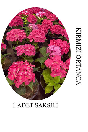 Kırmızı Renk Ortanca Çiçeği 1 ADET Saksılı/Tüplü 20-30cm Çiçekli Bitki