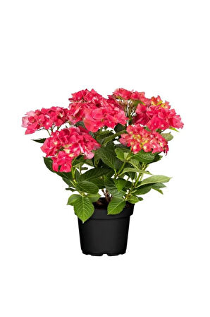 Kırmızı Renk Ortanca Çiçeği 1 ADET Saksılı/Tüplü 20-30cm Çiçekli Bitki