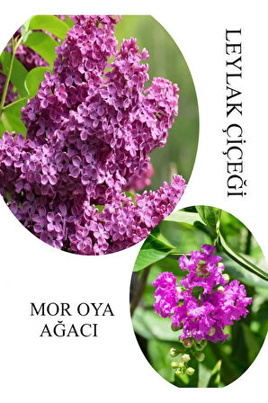Kokulu Leylak Çiçeği Fidanı 1 ADET Saksılı 30-60Cm+Mor Oya Fidanı 30-60Cm